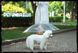 Парасолька для собаки - "Pet Umbrella" 2439 фото 5