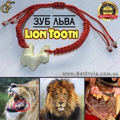 Зуб Лева - "Lion Tooth" 2827 фото