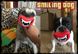 Забавна іграшка для собак - "Smiling Dog" 2073 фото 5