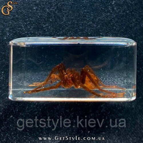 Коричневый ядовитый паук в акриле Poison Spider подарочная упаковка 3086 фото
