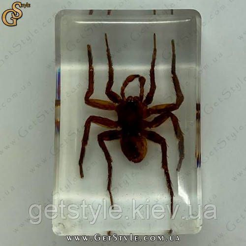 Коричневый ядовитый паук в акриле Poison Spider подарочная упаковка 3086 фото