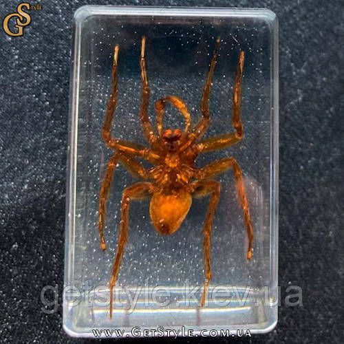 Коричневый ядовитый паук в акриле Poison Spider подарочная упаковка 3086 фото