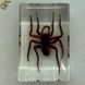 Коричневый ядовитый паук в акриле Poison Spider подарочная упаковка 3086 фото 4