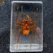 Коричневый ядовитый паук в акриле Poison Spider подарочная упаковка 3086 фото 3