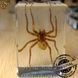 Коричневый ядовитый паук в акриле Poison Spider подарочная упаковка 3086 фото 1