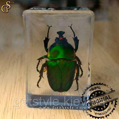 Изумрудный жук в акриле Green Bug подарочная упаковка 3084 фото