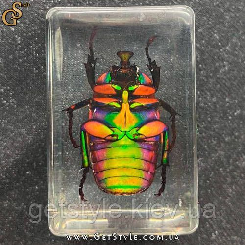 Изумрудный жук в акриле Green Bug подарочная упаковка 3084 фото