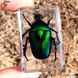 Изумрудный жук в акриле Green Bug подарочная упаковка 3084 фото 3