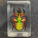 Изумрудный жук в акриле Green Bug подарочная упаковка 3084 фото 4