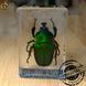 Изумрудный жук в акриле Green Bug подарочная упаковка 3084 фото 1