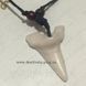 Украшение на шею Зуб Акулы - "Shark Tooth" - оберег защиты! 1727 фото 4